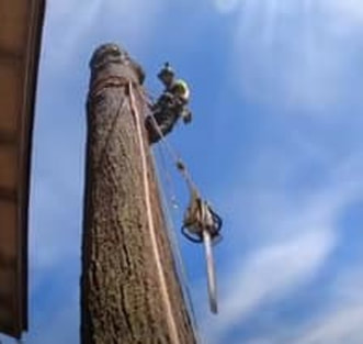 A chainsaw dangles while an arborist removes a large oak tree. 