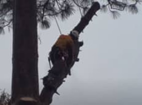 A licensed prescott tree service removes a large tree.