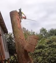 Our certified tree service removes a large oak tree. 