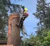 A chainsaw drills through a tree stump. It is a dark day and the log is recently cut.