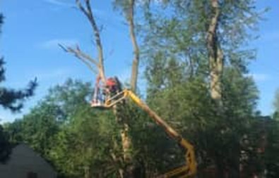A boom truck is used to trim down a large tree.